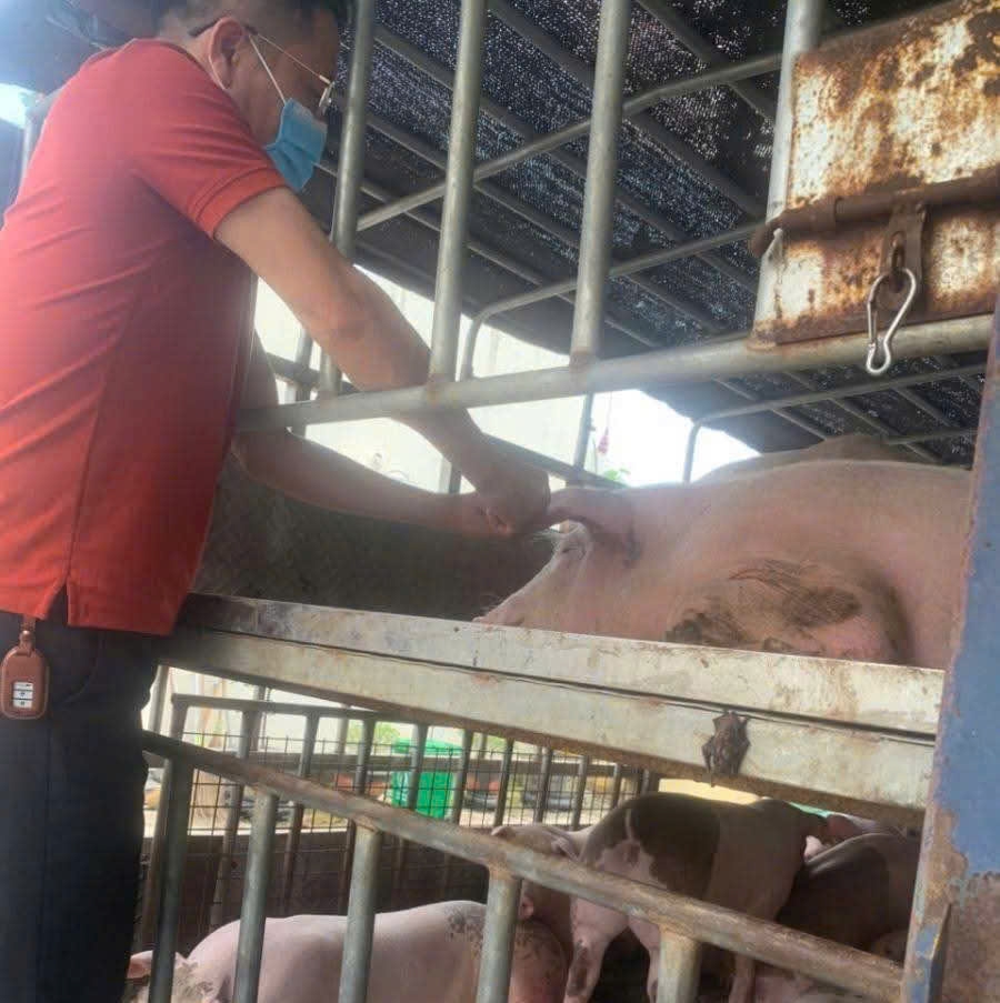 phat hien xe tai van chuyen hon 1,6 tan lon benh tren duong ve hai phong tieu thu hinh anh 1