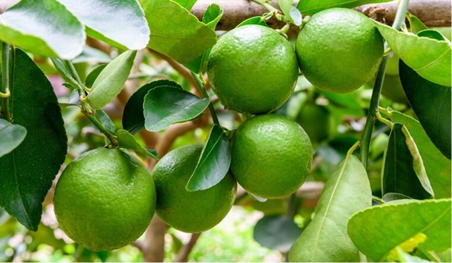 Giá chanh lao dốc, nông dân “khóc ròng” vì lỗ nặng