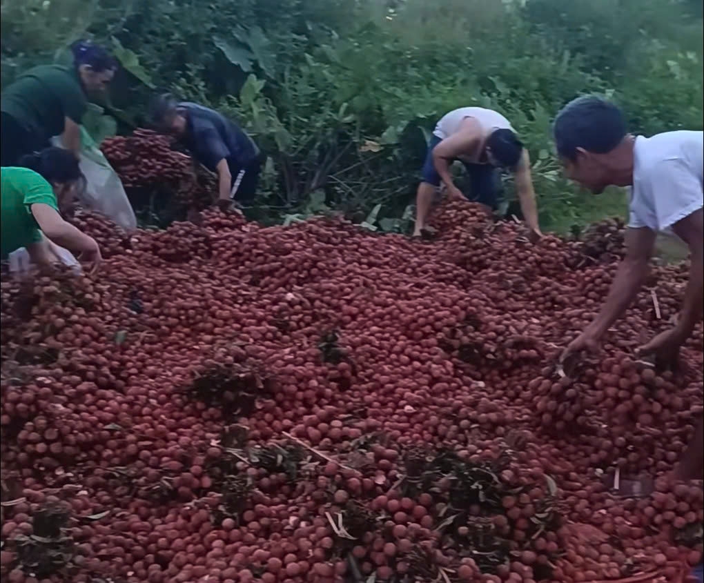 Giao công an điều tra, làm rõ thông tin bị “hôi” hết 4 tấn vải thiều ở Hà Nội