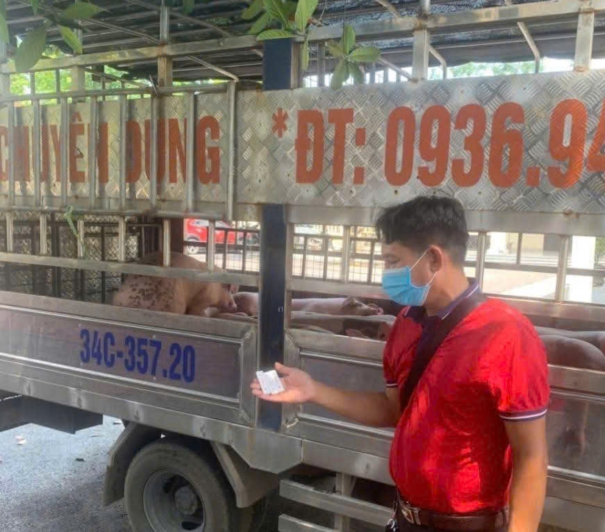 Phát hiện xe tải vận chuyển hơn 1,6 tấn lợn bệnh trên đường về Hải Phòng tiêu thụ
