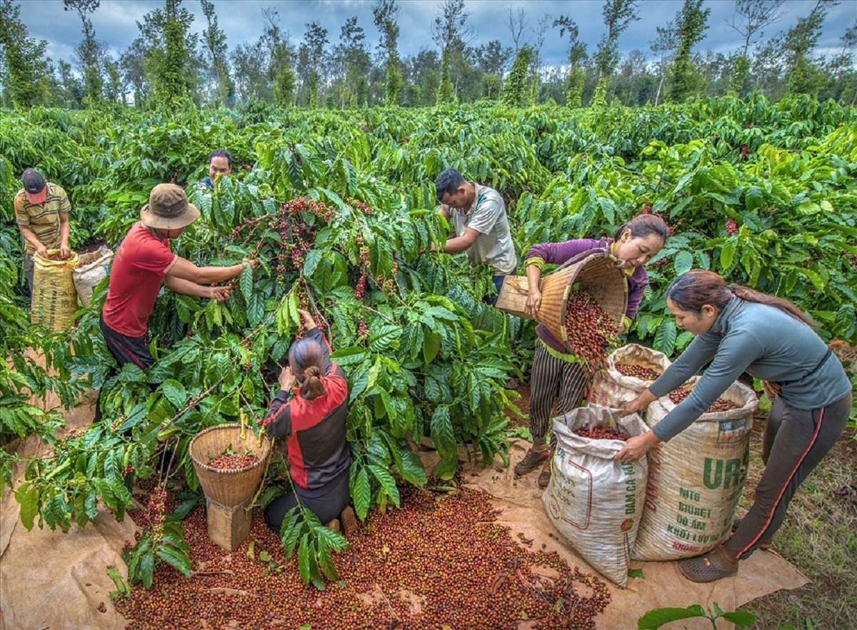 Giá cà phê hôm nay 7/7: Giá cà phê trong nước cao nhất 95.800 đồng/kg