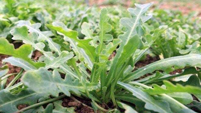 Rau mọc trên cát nóng bỏng được dân thành phố lùng mua