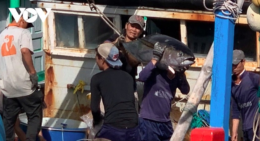 tuna export turnover hits peak in may 2025 picture 1