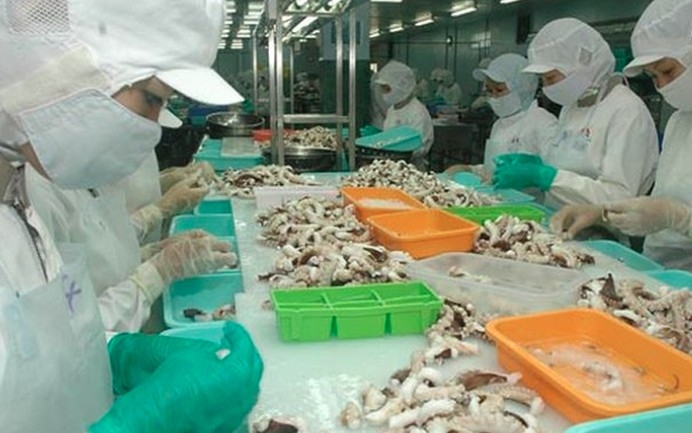 squid and octopus exports likely to surpass us 700 million in 2025 picture 1 squid and octopus exports likely to surpass us 700 million in 2025 picture 1