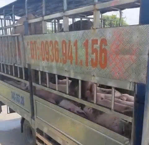 phat hien xe tai van chuyen hon 1,6 tan lon benh tren duong ve hai phong tieu thu hinh anh 3