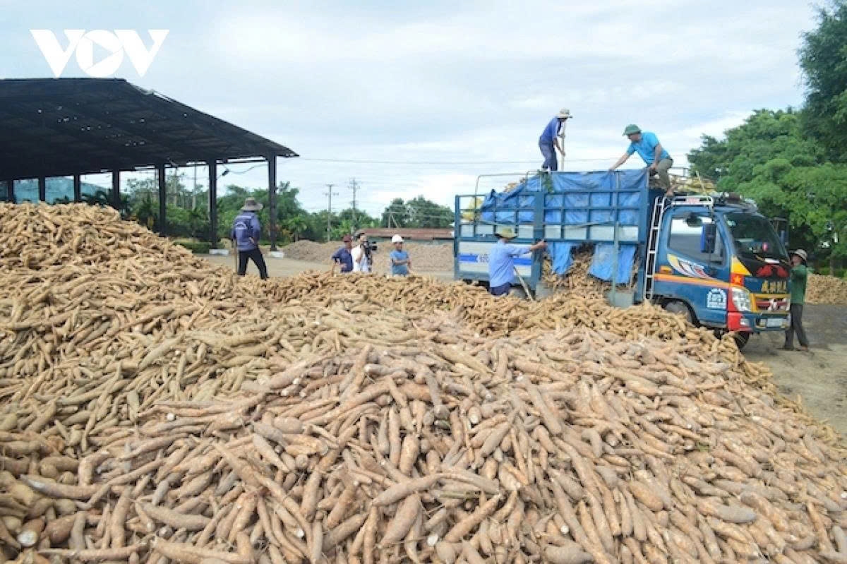 vietnam emerges as largest supplier of cassava starch to china picture 1 vietnam emerges as largest supplier of cassava starch to china picture 1