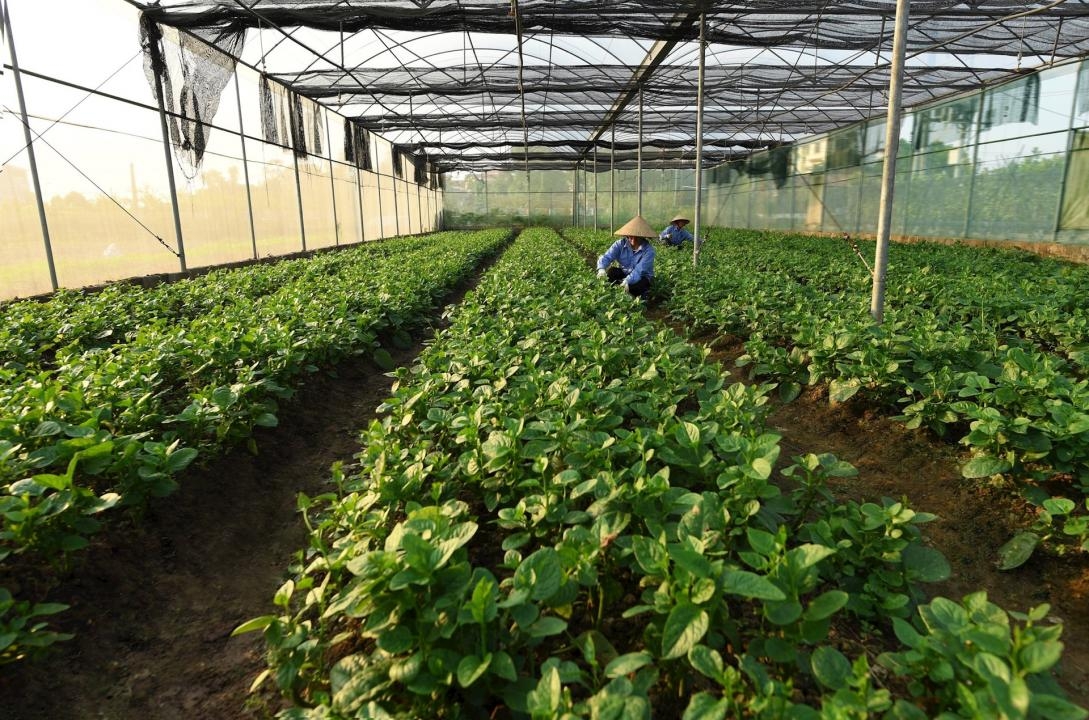 Cơ hội thị trường cho rau quả giảm phát thải