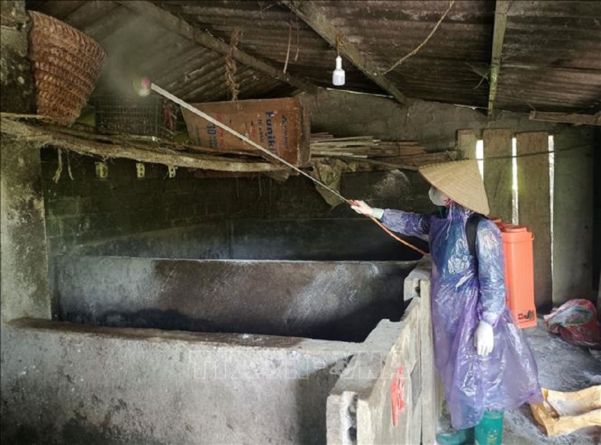 Ninh Bình yêu cầu xử lý lãnh đạo cơ sở nếu lơ là chống dịch tả lợn châu Phi