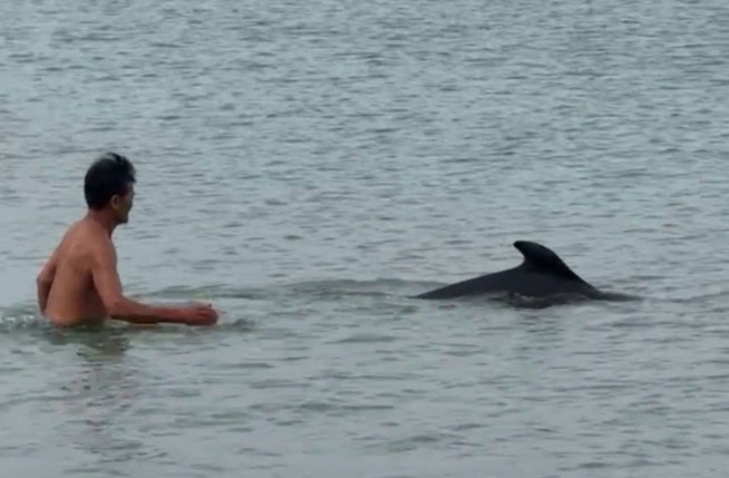 dolphins delights tourists as it swims near cua tung beach picture 1 dolphins delights tourists as it swims near cua tung beach picture 1
