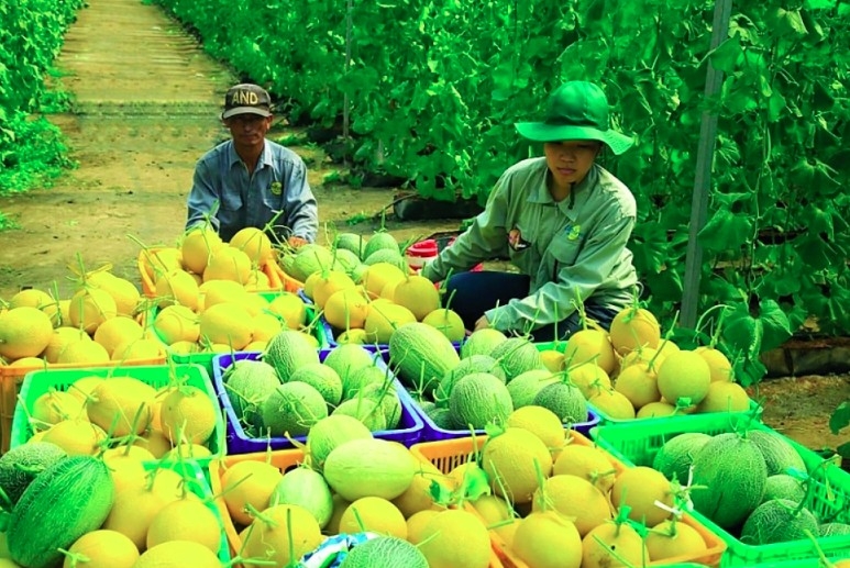 singapore trade event to strengthen foothold of vietnamese fruit, vegetables picture 1 singapore trade event to strengthen foothold of vietnamese fruit, vegetables picture 1