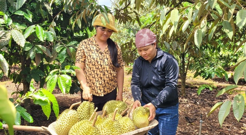 fruit and vegetable exports rebound, targeting us 8 billion in 2025 picture 1