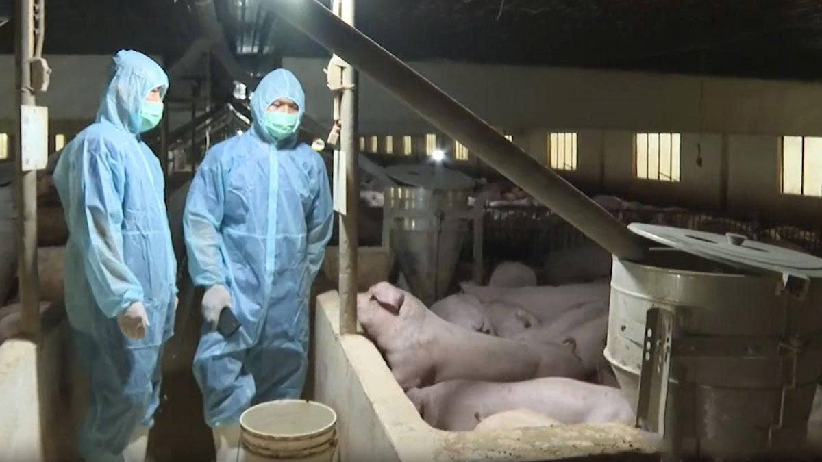 Đồng Nai tăng cường giám sát dịch tả heo Châu Phi tại hộ chăn nuôi nhỏ lẻ