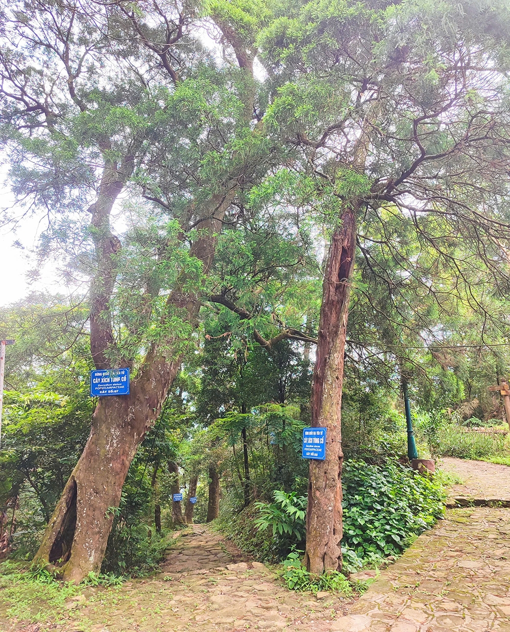 hành trình yên tử, vĩnh nghiêm, côn sơn, kiếp bạc trở thành di sản của nhân loại hình ảnh 4 hanh trinh yen tu, vinh nghiem, con son, kiep bac tro thanh di san cua nhan loai hinh anh 4