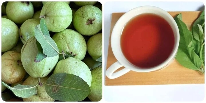 Nước lá ổi nhiều tác dụng như cũng có thời điểm không nên uống