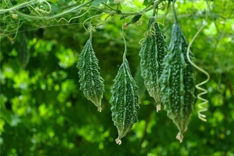 Trồng cây dại trong nhà, mỗi năm thu gần nửa tỷ đồng