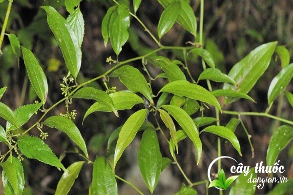 Thương lái Trung Quốc lùng mua “vàng xanh” mọc hoang đầy núi ở Việt Nam
