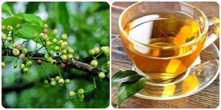 Uống nước lá vối thường xuyên có tác dụng gì?