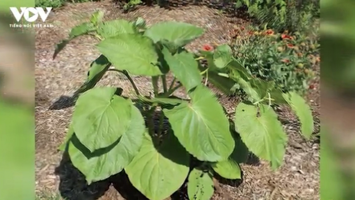 Lá dổi đất: Cây mọc hoang thành đặc sản quý có giá tới 100.000 đồng/kg