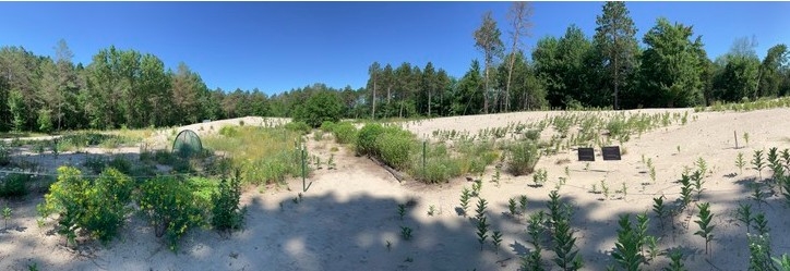 vietnamese canadian scientist revives ancient sand dune in ottawa picture 1
