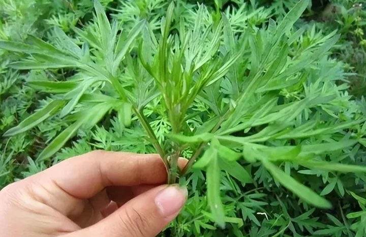 Bài thuốc từ ngải cứu