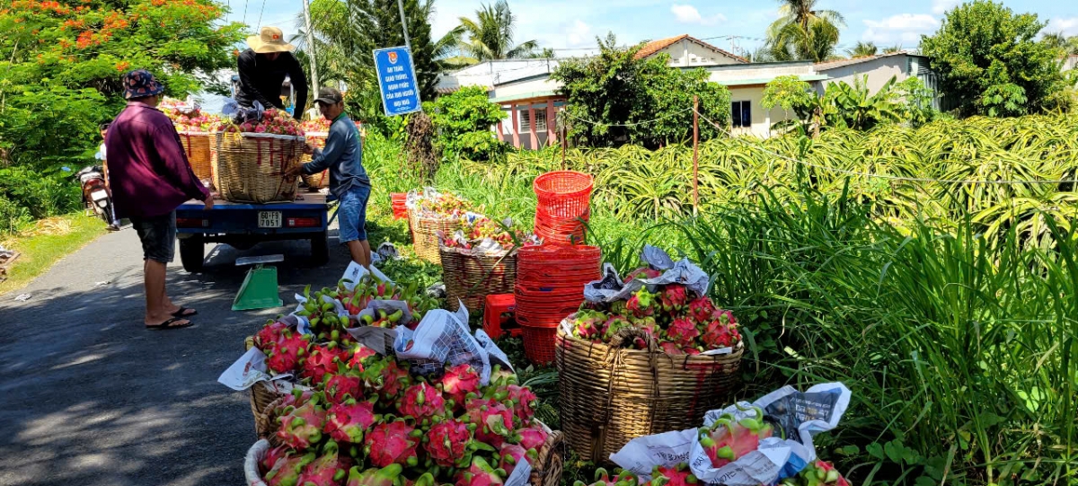 Trái thanh long giá chạm đáy, nhà vườn Đồng Tháp cắt bỏ trái non
