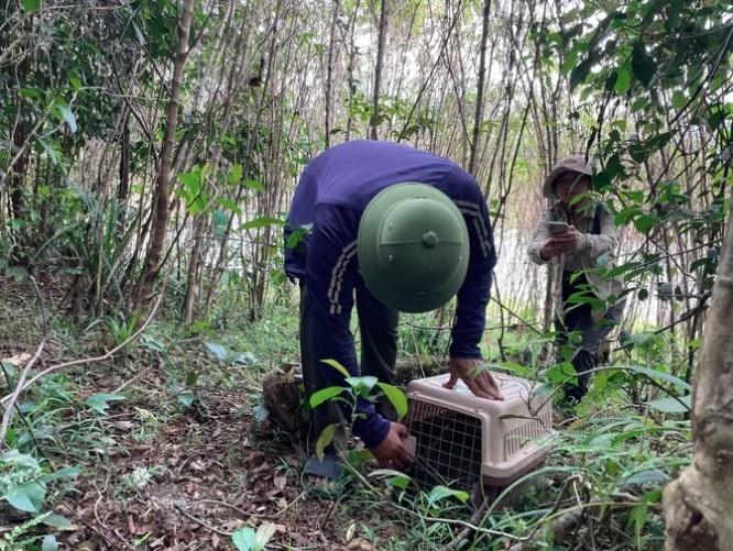 rare masked palm civets released into protected forest in ha tinh picture 1 rare masked palm civets released into protected forest in ha tinh picture 1