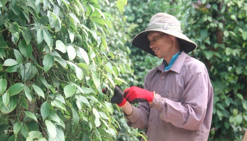 vietnamese pepper exports surge in value despite decline in volume picture 1 vietnamese pepper exports surge in value despite decline in volume picture 1