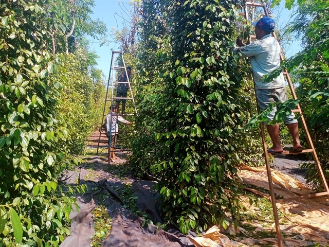 pepper industry needs to quickly shift from raw exports to deep processing picture 1 pepper industry needs to quickly shift from raw exports to deep processing picture 1