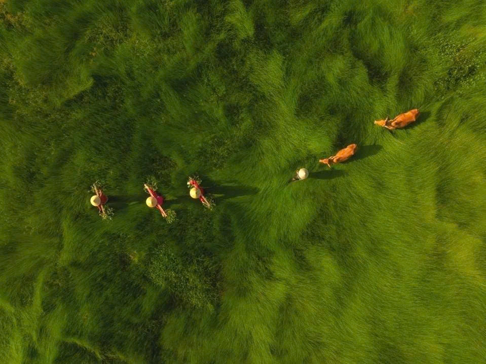 photo of central vietnam sedge harvest honoured at int l photo contest picture 1 photo of central vietnam sedge harvest honoured at int l photo contest picture 1