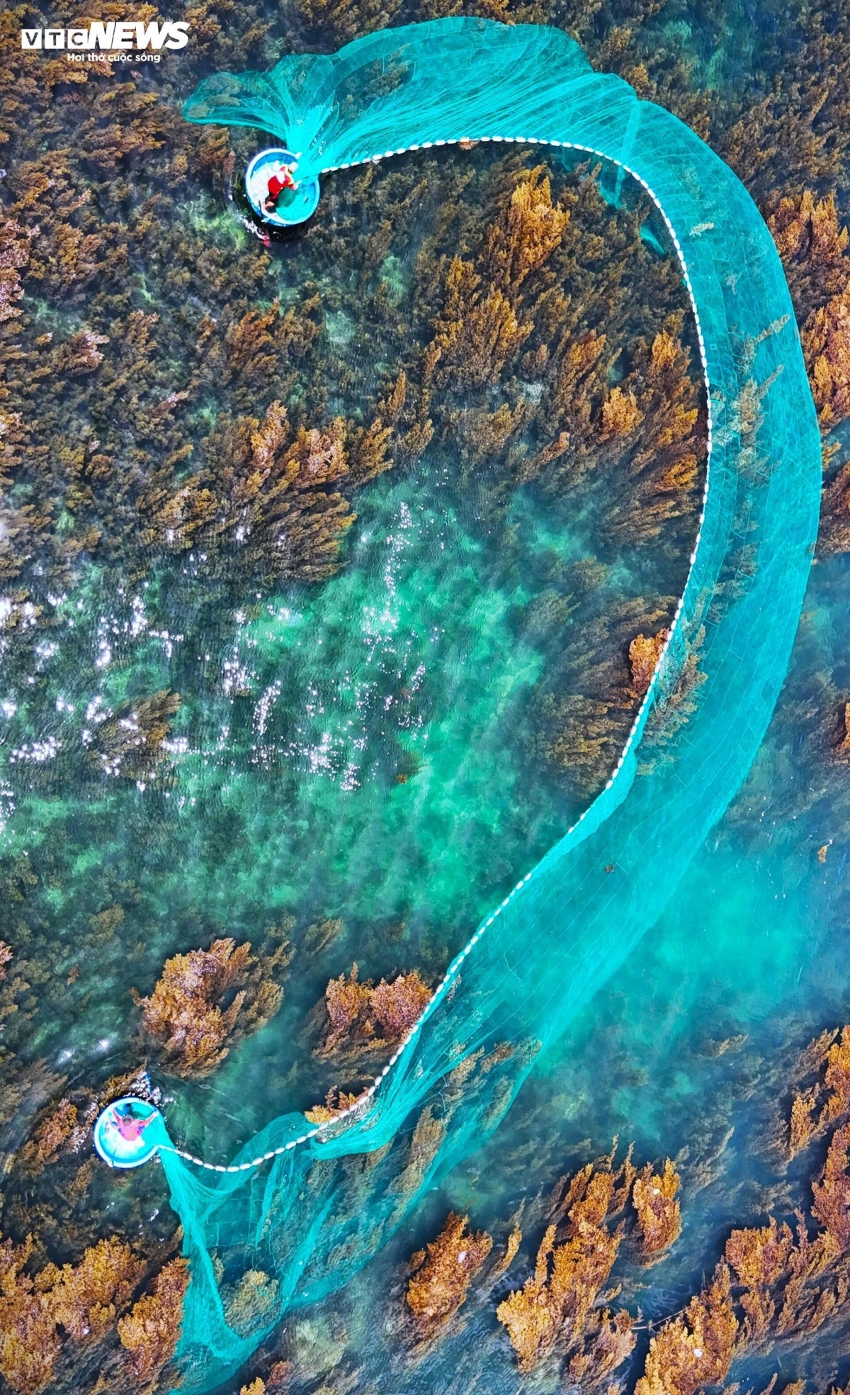 blooming seaweed season turns island into underwater wonderland picture 10