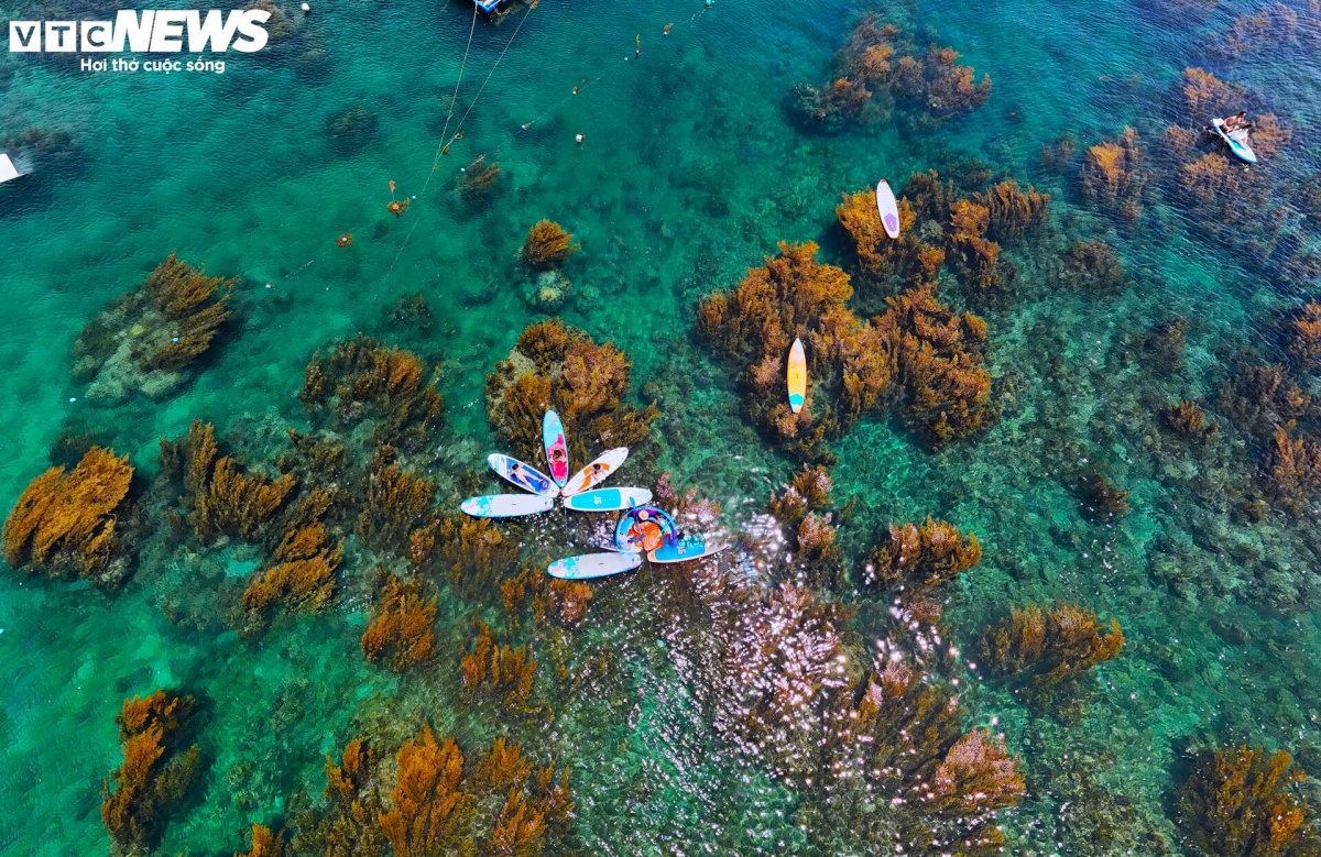 blooming seaweed season turns island into underwater wonderland picture 11