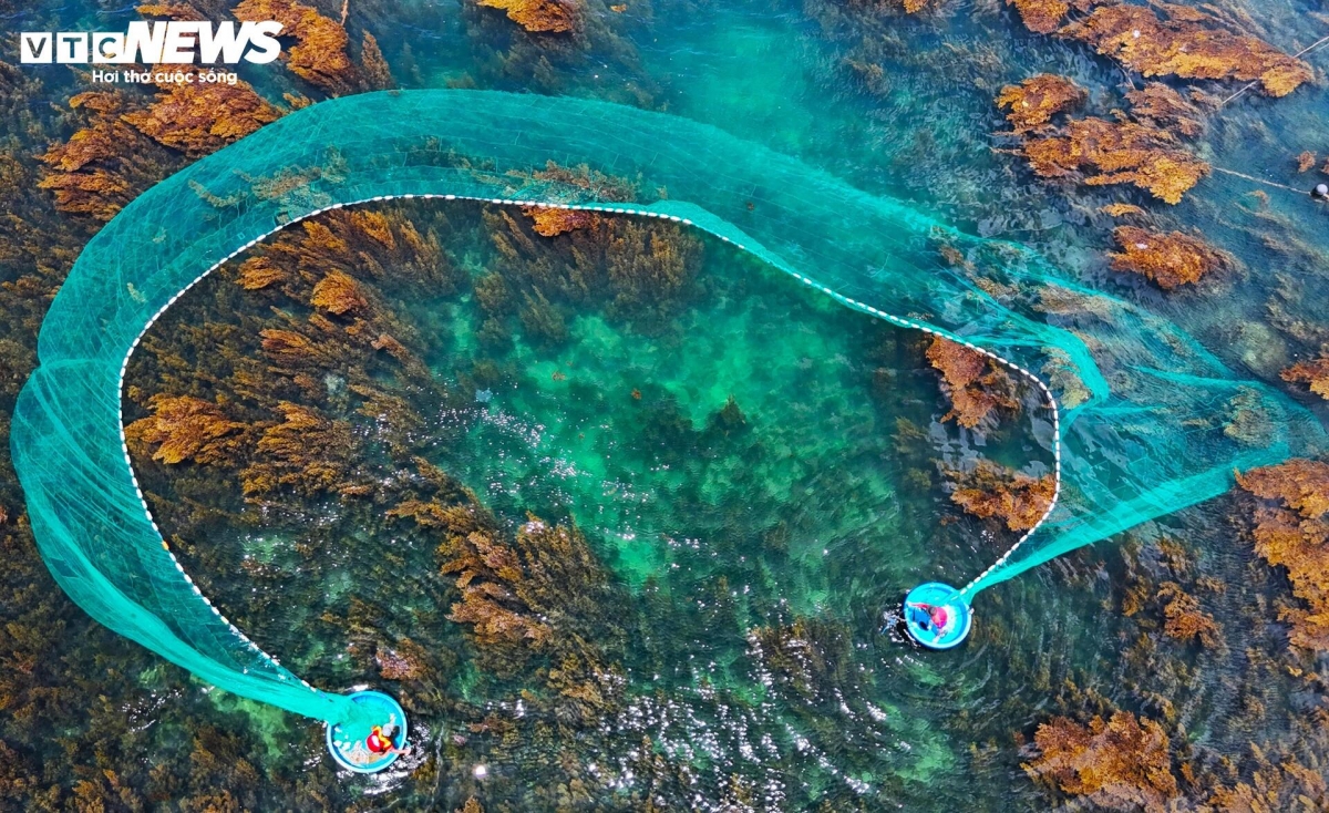 blooming seaweed season turns island into underwater wonderland picture 12
