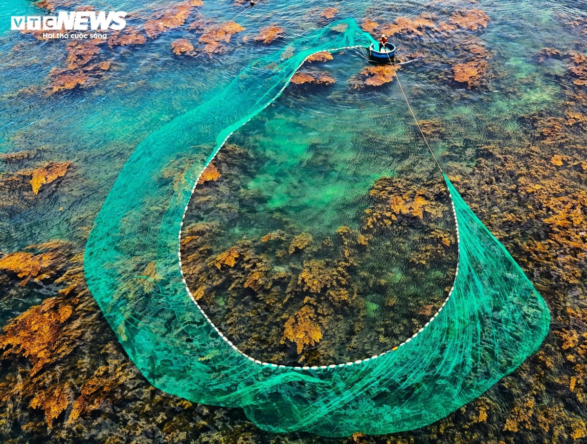 blooming seaweed season turns island into underwater wonderland picture 13