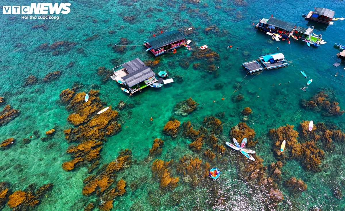 blooming seaweed season turns island into underwater wonderland picture 14