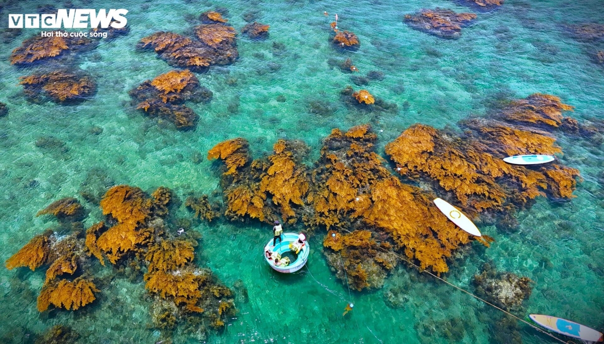 blooming seaweed season turns island into underwater wonderland picture 2
