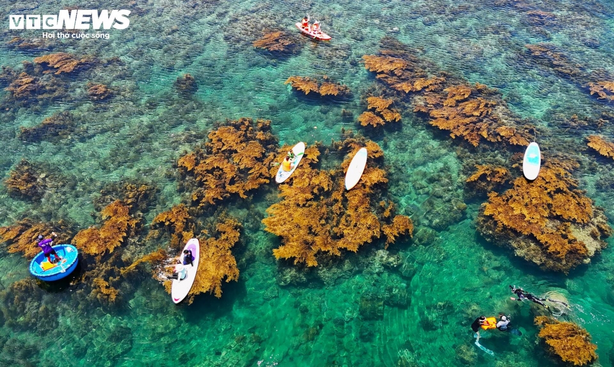 blooming seaweed season turns island into underwater wonderland picture 4
