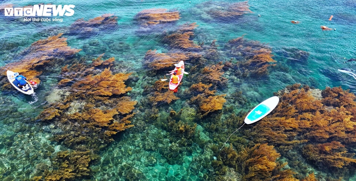 blooming seaweed season turns island into underwater wonderland picture 5