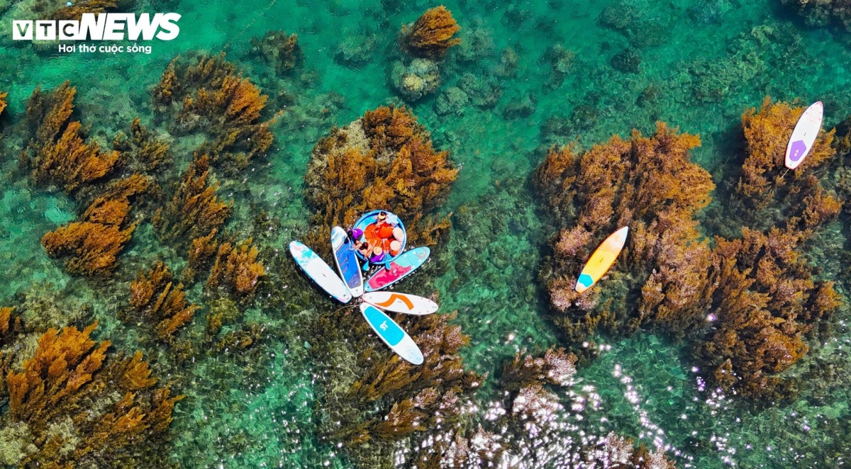 blooming seaweed season turns island into underwater wonderland picture 6