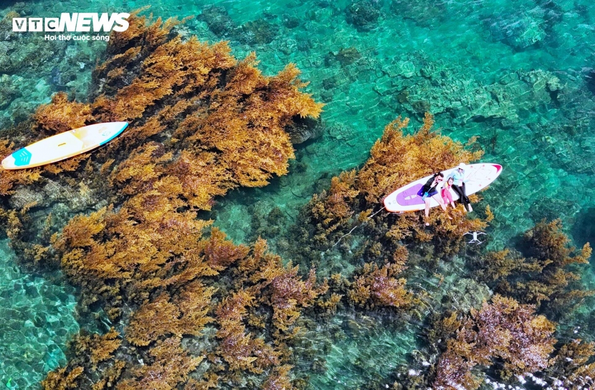 blooming seaweed season turns island into underwater wonderland picture 7