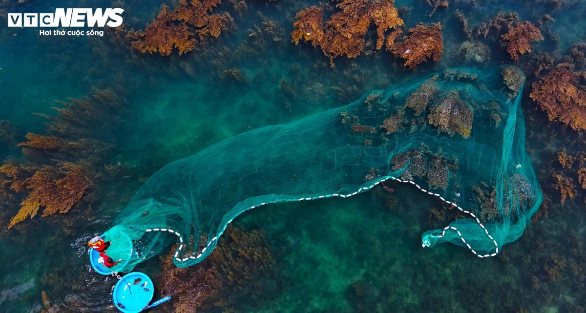 blooming seaweed season turns island into underwater wonderland picture 8