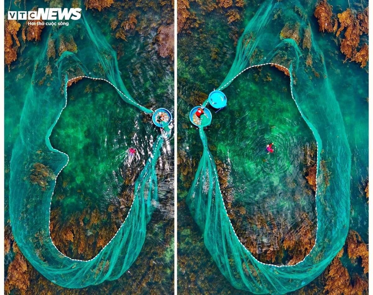blooming seaweed season turns island into underwater wonderland picture 9