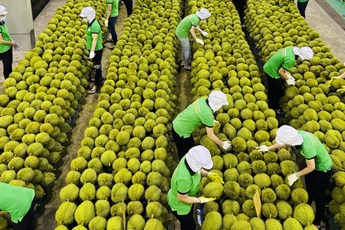 Giải pháp "cứu" xuất khẩu rau quả lao dốc