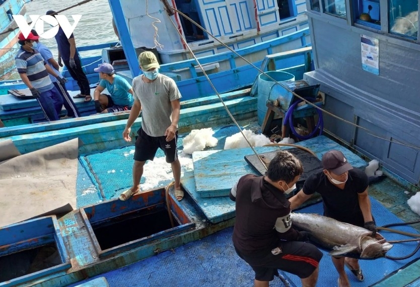 export decline clouds outlook for vietnamese tuna in second half picture 1