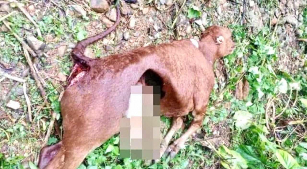 Nhân chứng kể lần bắt gặp đàn sói hoang, ám ảnh xác gia súc bị mất nội tạng