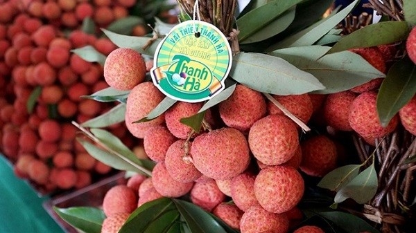 vietnamese lychees attract international buyers, exports triple picture 1 vietnamese lychees attract international buyers, exports triple picture 1