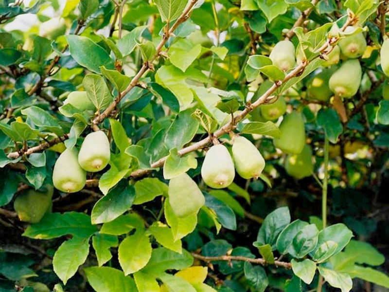 Vị thuốc quý giá bình dân ít ai biết từ loại quả dại mọc bờ rào