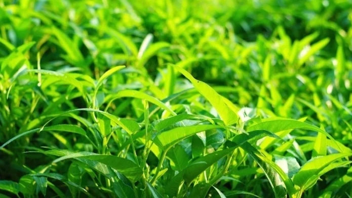 rau nhiễm chì và kim loại năng, làm sao để nhận biết và loại bỏ hình ảnh 2 rau nhiem chi va kim loai nang, lam sao de nhan biet va loai bo hinh anh 2