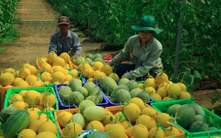 new e-commerce law to open global market access for vietnamese businesses picture 2