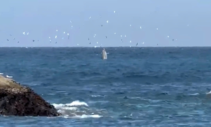 Huge whale makes surprise appearance in Nha Trang Bay