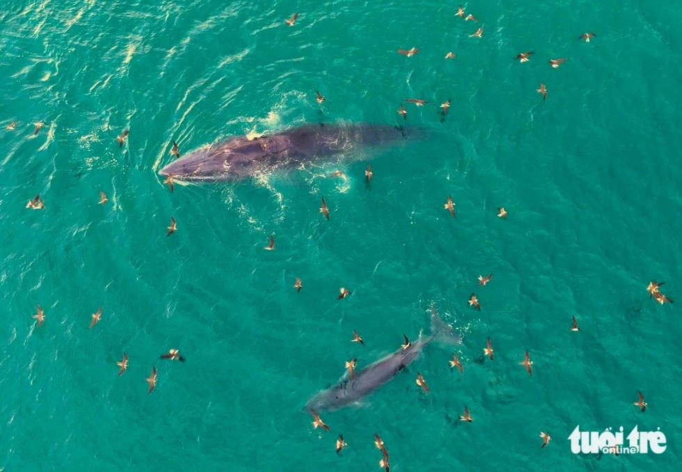 whales spotted hunting off coast of gia lai and dak lak picture 1